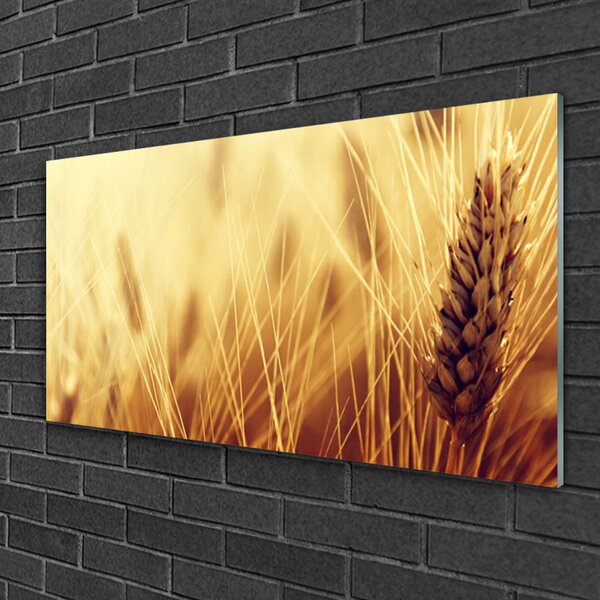 Skleneny obraz Pšenica rastlina príroda 100x50 cm 2 Prívesky