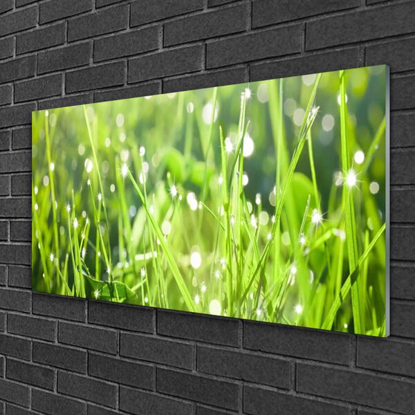 Skleneny obraz Tráva rastlina príroda 100x50 cm 2 Prívesky