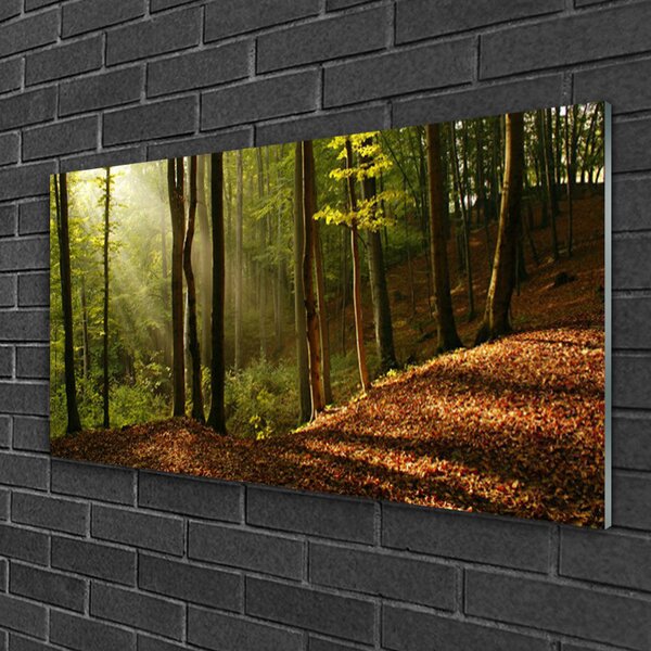 Skleneny obraz Les stromy príroda 100x50 cm 2 Prívesky