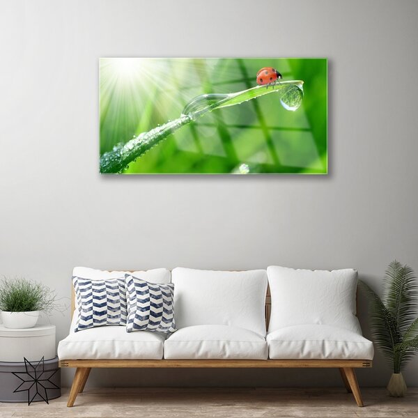 Obraz na skle Tráva lienka príroda 100x50 cm 2 Prívesky