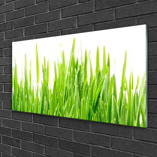 Skleneny obraz Tráva rastlina príroda 100x50 cm 2 Prívesky