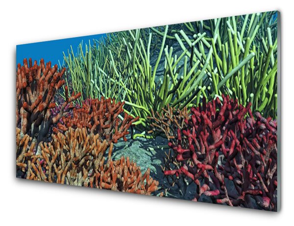 Skleneny obraz Koralový útes príroda 100x50 cm 2 Prívesky