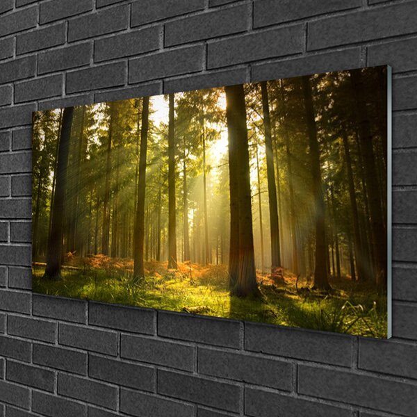 Obraz na skle Les príroda 100x50 cm 2 Prívesky