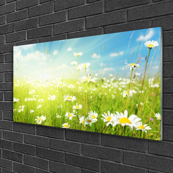 Obraz na skle Lúka sedmokrásky príroda 100x50 cm 2 Prívesky