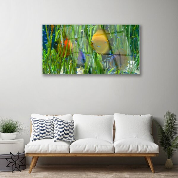 Skleneny obraz Ryba riasy príroda 100x50 cm 2 Prívesky