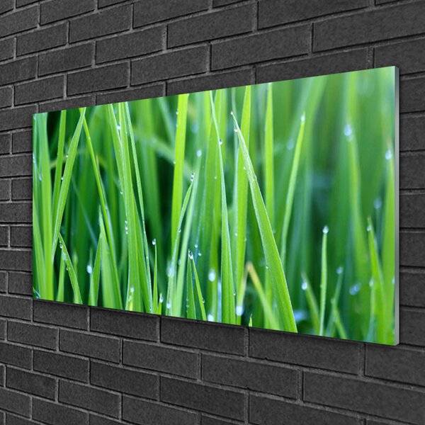 Skleneny obraz Tráva kvapky rastlina príroda 100x50 cm 2 Prívesky