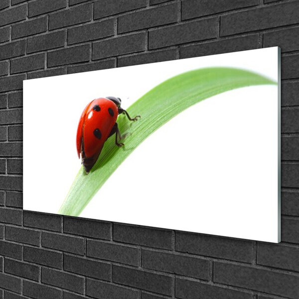 Skleneny obraz Lienka list príroda 100x50 cm 2 Prívesky