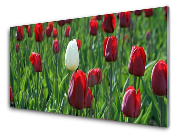 Sklenený obklad Do kuchyne Tulipány kvety príroda 100x50 cm