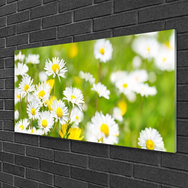 Skleneny obraz Sedmokráska kvet rastlina 100x50 cm 2 Prívesky