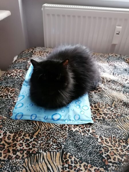 Chladiaca podložka modrá s bublinami 40 x 30 cm, Trixie, Výber Kupujem pre útulkáčov