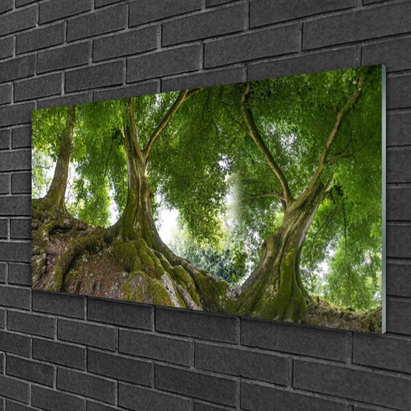 Skleneny obraz Stromy rastlina príroda 100x50 cm 2 Prívesky