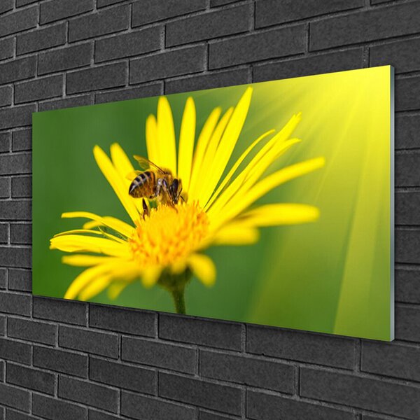 Skleneny obraz Osa kvet rastlina príroda 100x50 cm 2 Prívesky