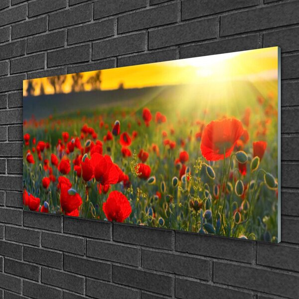 Skleneny obraz Lúka maky rastlina príroda 100x50 cm 2 Prívesky