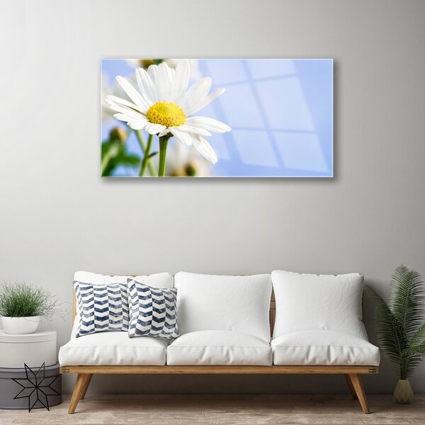 Skleneny obraz Sedmokráska rastlina príroda 100x50 cm 2 Prívesky