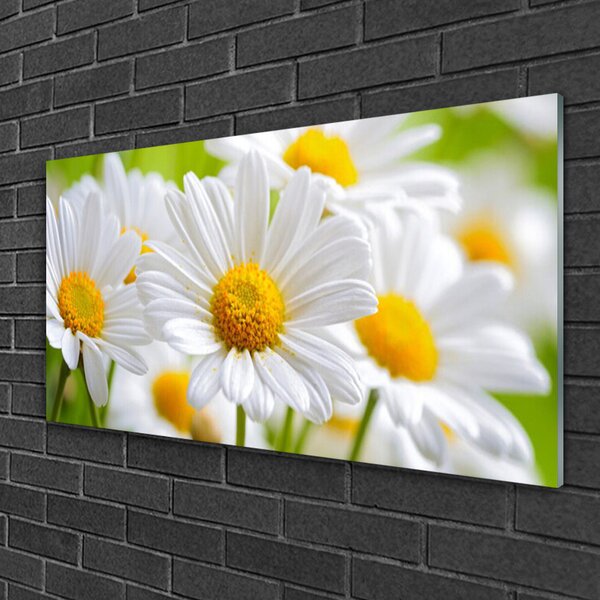Skleneny obraz Sedmokrásky rastlina príroda 100x50 cm 2 Prívesky