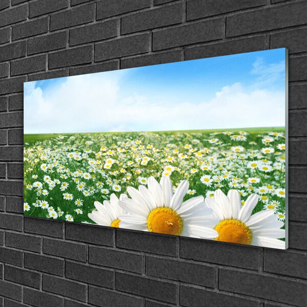 Skleneny obraz Sedmokrásky kvety lúka pole 100x50 cm 2 Prívesky