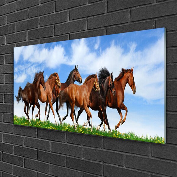 Skleneny obraz Cválajúci kone na pastvine 100x50 cm 2 Prívesky