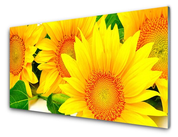 Sklenený obklad Do kuchyne Slnečnica kvet príroda 125x50 cm