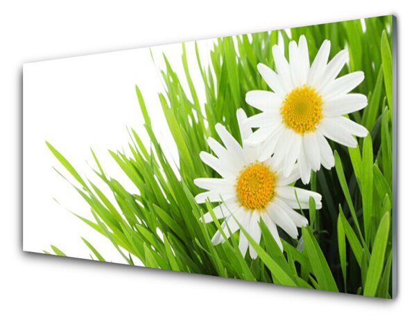 Skleneny obraz Sedmokráska kvet príroda 100x50 cm 2 Prívesky