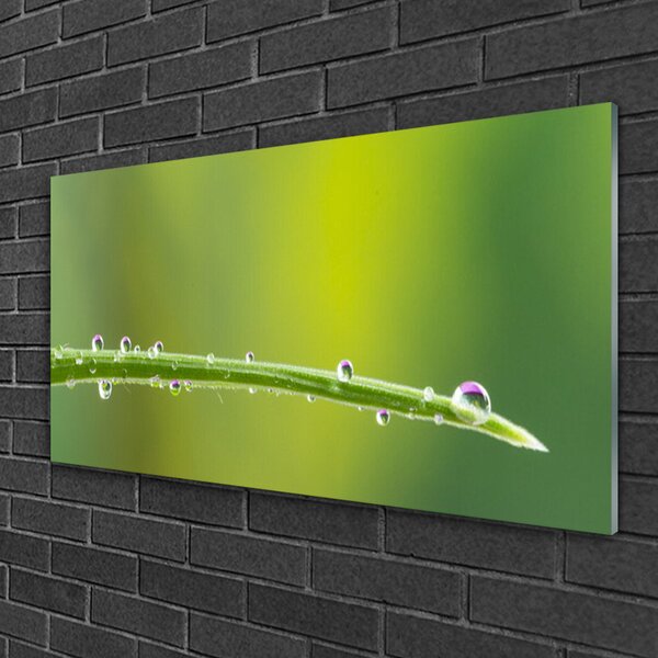 Skleneny obraz Kvapka rosy na tráve 100x50 cm 2 Prívesky