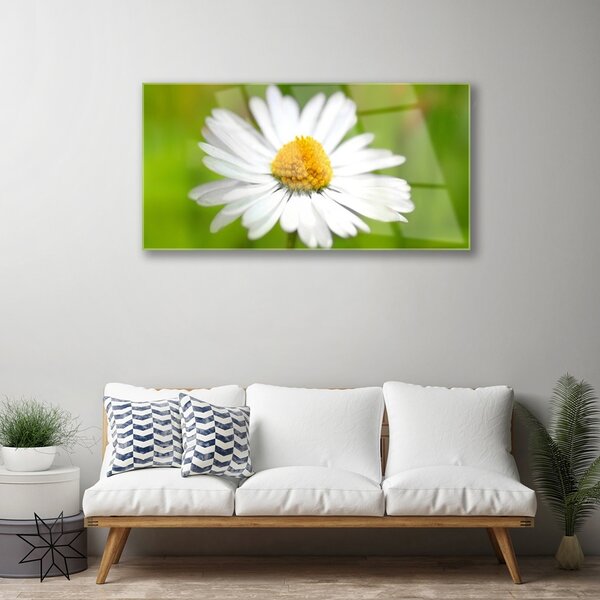 Skleneny obraz Sedmokráska rastlina príroda 100x50 cm 2 Prívesky