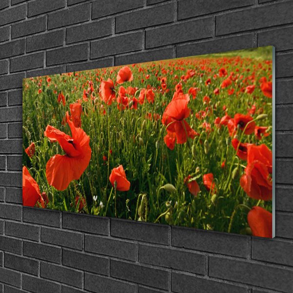 Skleneny obraz Maky rastlina príroda 100x50 cm 2 Prívesky