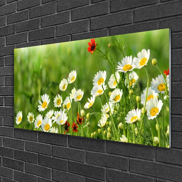 Skleneny obraz Sedmokráska rastlina príroda 100x50 cm 2 Prívesky