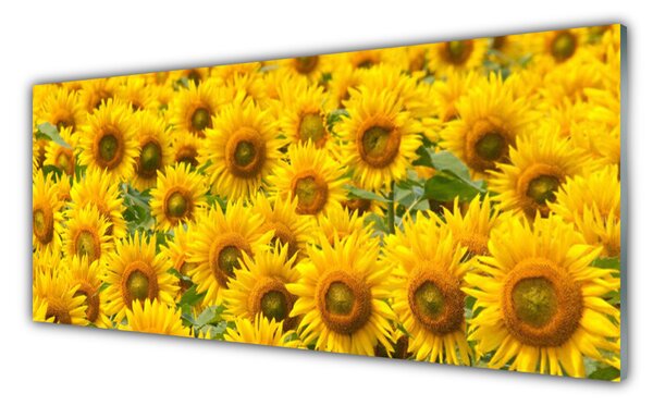 Nástenný panel  Slunecznice rastlina 125x50 cm