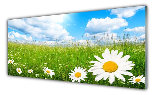 Nástenný panel  Sedmokráska tráva príroda 125x50 cm