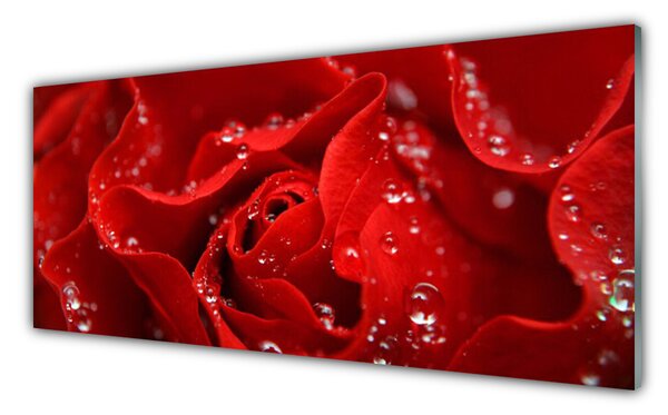 Nástenný panel  Ruže kvet rastlina 125x50 cm