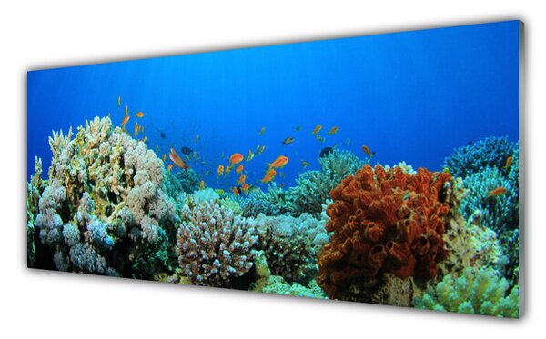 Sklenený obklad Do kuchyne Koralový útes príroda 125x50 cm