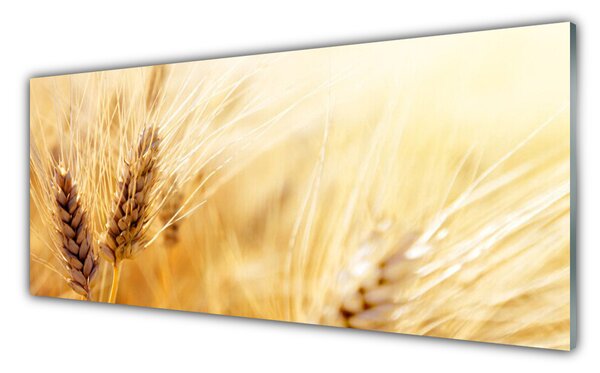 Sklenený obklad Do kuchyne Pšenica rastlina príroda 125x50 cm