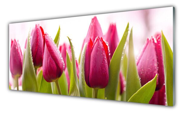 Sklenený obklad Do kuchyne Tulipány kvety rastlina 125x50 cm