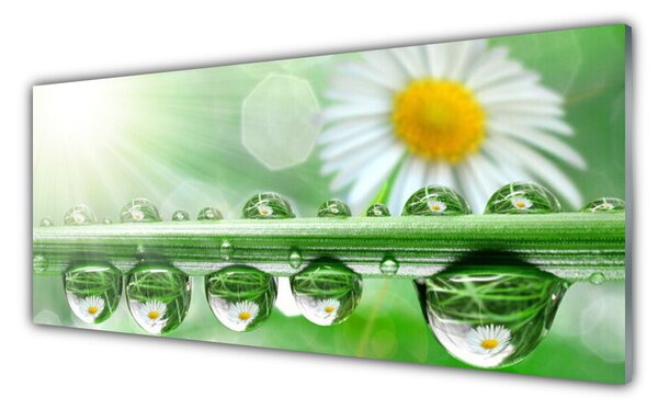 Nástenný panel  Rosa list sedmokrásky príroda 125x50 cm