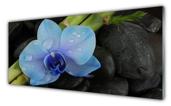 Nástenný panel  Kvet kamene rastlina 125x50 cm