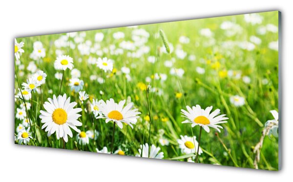 Nástenný panel  Sedmokráska kvet rastlina 125x50 cm