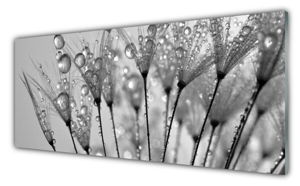 Nástenný panel  Púpava rastlina 125x50 cm