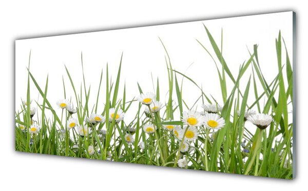 Nástenný panel  Tráva sedmokrásky príroda 125x50 cm