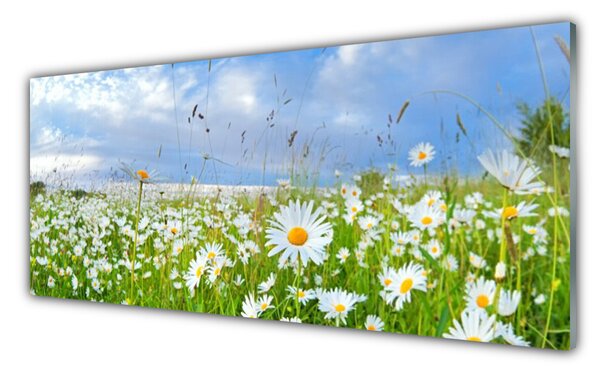 Nástenný panel  Lúka sedmokrásky príroda 125x50 cm