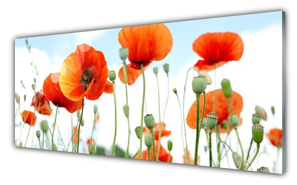 Sklenený obklad Do kuchyne Kvety maky lúka pole príroda 125x50 cm
