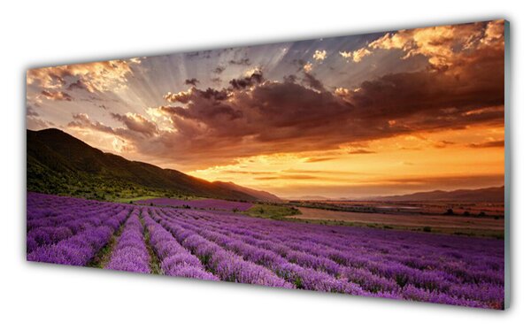 Sklenený obklad Do kuchyne Pole levanduľa západ slnka 125x50 cm