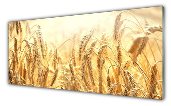 Sklenený obklad Do kuchyne Obilie pole klasy príroda 125x50 cm