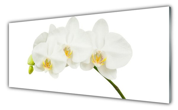 Sklenený obklad Do kuchyne Orchidea výhonky kvety príroda 125x50 cm