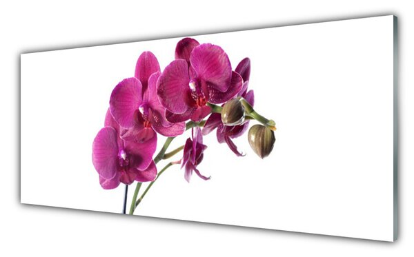 Sklenený obklad Do kuchyne Orchidea kvety príroda 125x50 cm