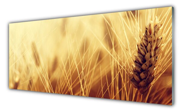 Sklenený obklad Do kuchyne Pšenica rastlina príroda 125x50 cm