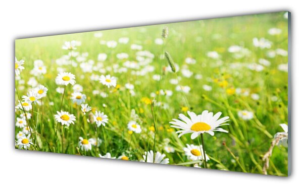 Nástenný panel  Lúka sedmokrásky príroda 125x50 cm