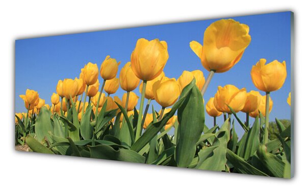 Sklenený obklad Do kuchyne Tulipány kvety rastlina 125x50 cm