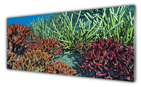 Sklenený obklad Do kuchyne Koralový útes príroda 125x50 cm