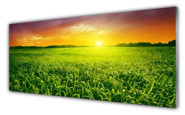 Nástenný panel  Obilie pole východ slnka 125x50 cm