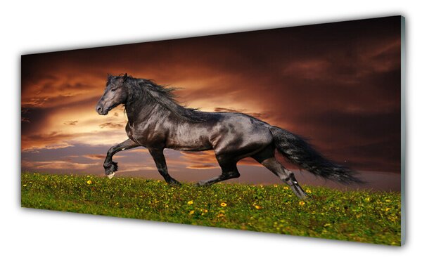Nástenný panel  Čierny kôň lúka zvieratá 125x50 cm